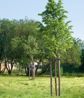 60 mm x 1500 mm Rundpfosten Vollmaterial mit Spitze grau aus Recyclingkunststoff, strukturiert, gemasert, VE: 125 St., Gewicht / Stück: 3,9 kg, Schadstofffrei nach DIN EN 71-3